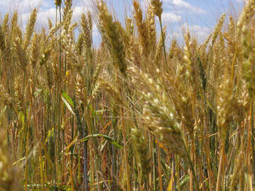 Колоски пшениці №27237