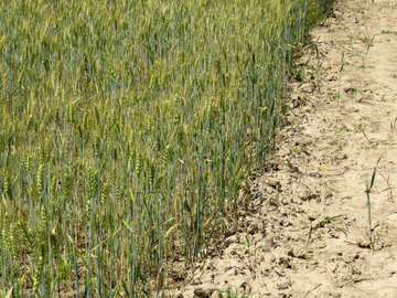 Колоски пшениці в землі №27228