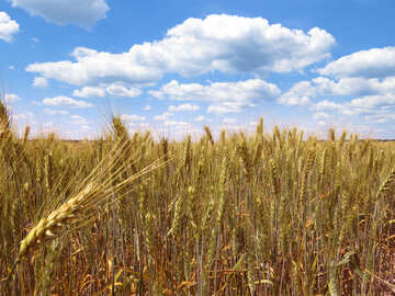 Growing wheat №27265