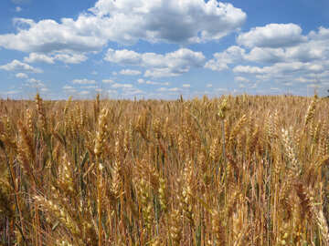 Ripe wheat №27246