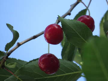 Ripe cherry №27143