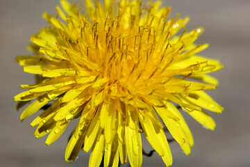 Dandelion with drops №27099