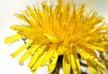 Yellow dandelion №27092