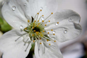 Drops on flower №27077