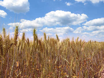 Пшениця на полі №27269