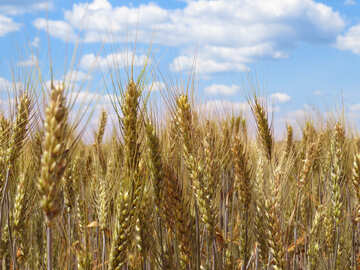 Field of wheat №27271