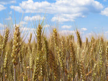 Field of wheat