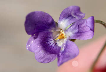 Grande pequena flor №27088