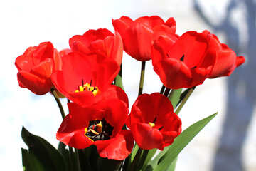 Flores de color rojas brillante №27451