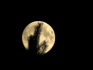 Full Moon in the Forest №27202
