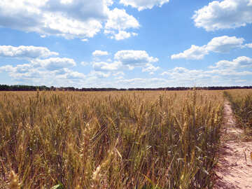 Grain field №27221