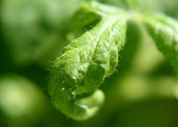 Green leaf №27137