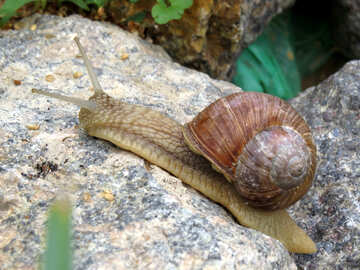 Fast snail №27471