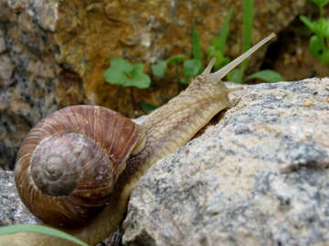 Garden snail №27474