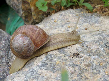Large snail №27470