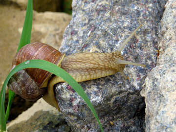 Large snail №27477