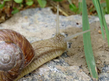 Snail №27469