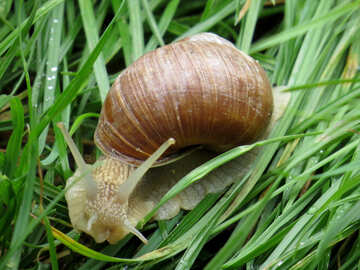 Snail in the grass №27503