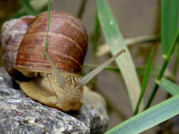 Snail with horns №27495