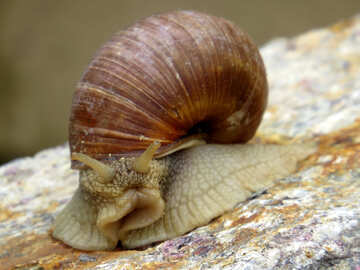 Snail on rock №27501