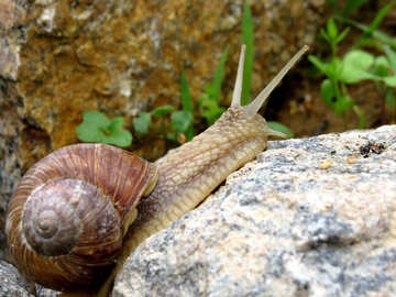 Snail on stone №27472