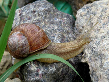 Snail traveler №27476
