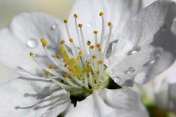 Dew on the petals of white flower