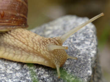Eyes snails №27491