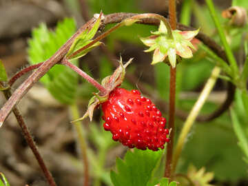 Rote Erdbeeren №27634