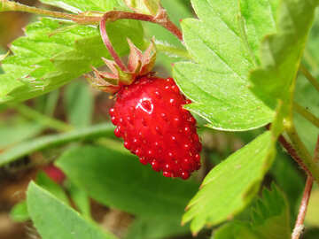 Reife Erdbeeren №27625