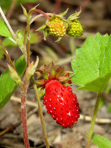 Ripe strawberries №27631