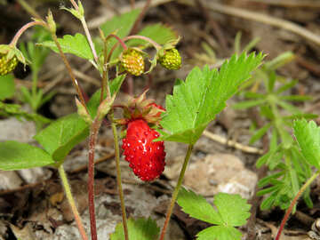 Nützliche Erdbeeren №27632
