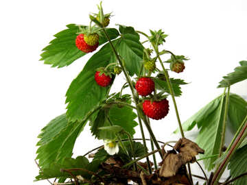 Wild strawberries №27530