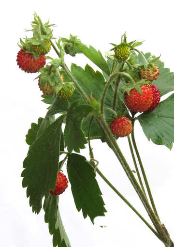 Erdbeeren auf weißem Hintergrund №27513