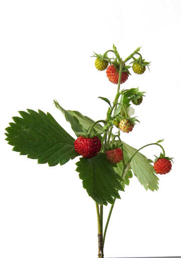 Erdbeeren auf weißem Hintergrund №27521