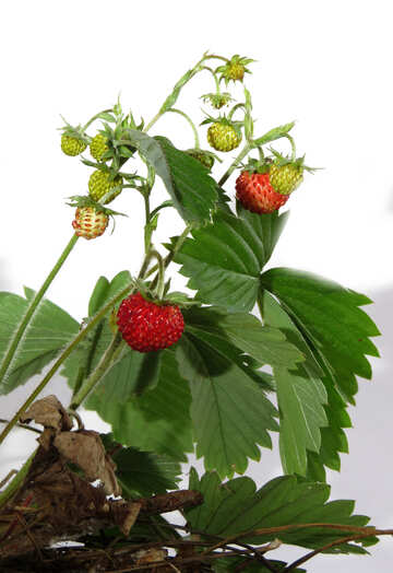 White background with strawberries №27535