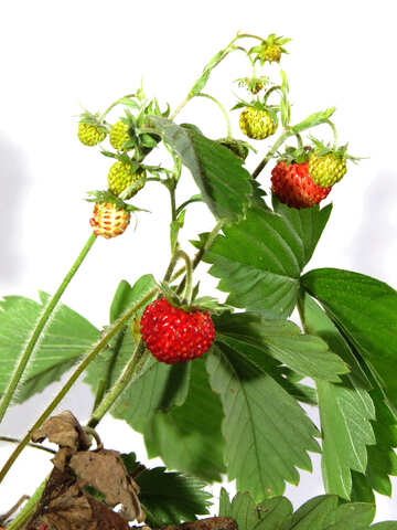 Strawberries on white background №27538