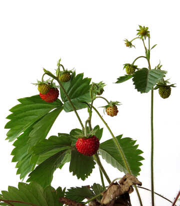 Strawberries on white background №27544