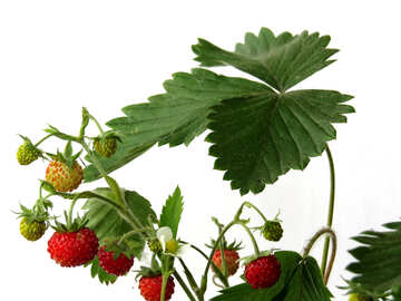 Strawberries on white background №27554