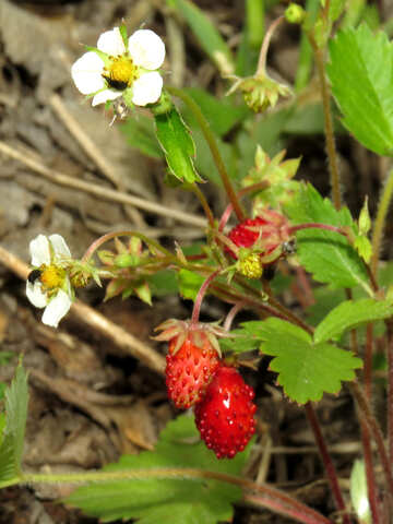 Strawberry №27579