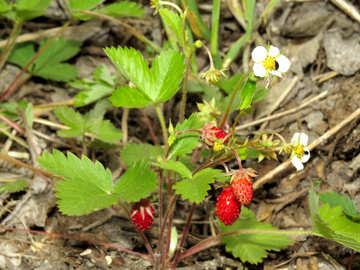 Strawberry №27580