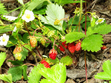 Erdbeere №27594