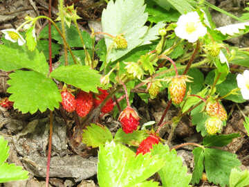 Erdbeere №27595