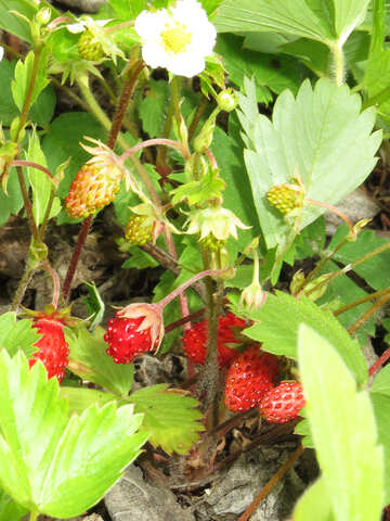 Strawberry №27596