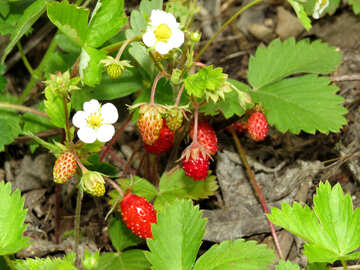 Strawberry №27599