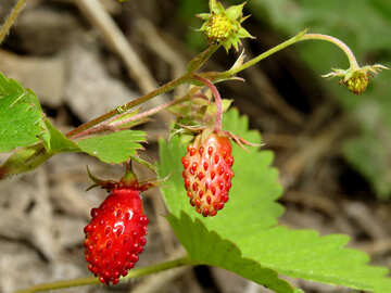 Strawberry crop №27630