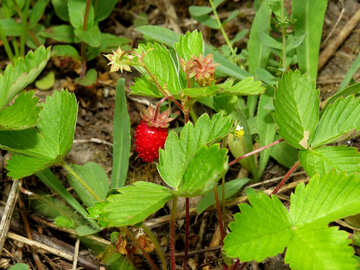 Erdbeere wächst №27626