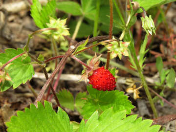 Strawberry hiding under the leaf №27613