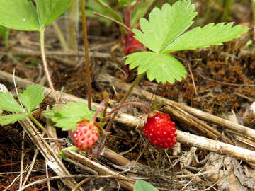 Strawberry season №27618