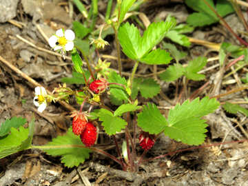 Strawberry seedlings №27581